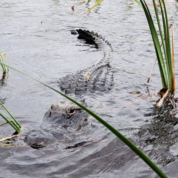 Meet your Posher, Robin - Picture 1 of 1